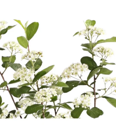 Apfelbeere, Aronia 'Aron' 9 Apfelbeere, Aronia 'Aron' -Haus Pflanzen Welt 7045479 PR DE 001 AroniaMelanocarpaAron3LRetDehnerExpressHerzig