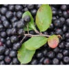Apfelbeere, Aronia 'Aron' -Haus Pflanzen Welt 7045479 PR MO 001 AroniaMelanocarpaAron3LPixabay