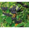 Apfelbeere, Aronia 'Viking' -Haus Pflanzen Welt 7045644 BildD 001 AroniaAroniaMelanocarpaViking