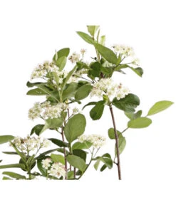 Apfelbeere, Aronia 'Viking' -Haus Pflanzen Welt 7045644 PR DE 001 AroniaMelanocarpaViking3LDehnerExpressHerzig