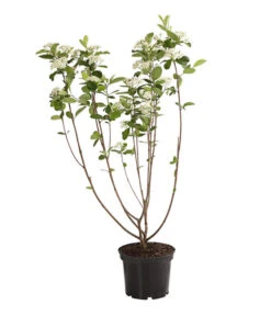 Apfelbeere, Aronia 'Viking' -Haus Pflanzen Welt 7045644 PR FS 001 AroniaMelanocarpaViking3LDehnerExpressHerzig