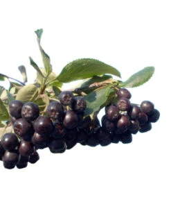 Apfelbeere, Aronia 'Nero' -Haus Pflanzen Welt 7045701 BildFS 001 AroniaAroniaMelanocarpaNero