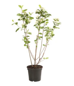 Apfelbeere, Aronia 'Nero' -Haus Pflanzen Welt 7045701 PR FS 001 AroniaMelanocarpaNero3LDehnerExpressHerzig