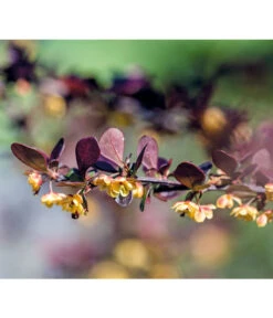 Blut-Berberitze 'Atropurpurea' -Haus Pflanzen Welt 7066848 PR DE 001 BerberisThunbergiaBerberitzeRetLucknerMai2015