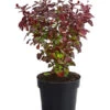 Blut-Berberitze 'Atropurpurea' 1 Blut-Berberitze 'Atropurpurea' -Haus Pflanzen Welt 7066871 WE FS 001 BerberitzeBerberisThunbergiiAtro1L