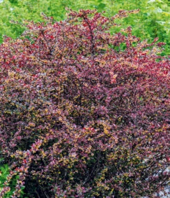 Blut-Berberitze 'Atropurpurea' -Haus Pflanzen Welt 7066871 WE MO 002 BerberitzeBerberisThunbergiiAtropurpurea
