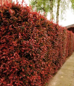 Blut-Berberitze 'Atropurpurea' -Haus Pflanzen Welt 7066871 WE MO 003 BlutBerberitzeRoteHecken