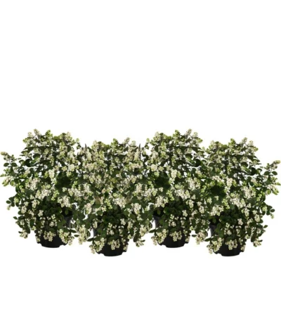 Blütenhecke 'White Hedge', 4er-Set
