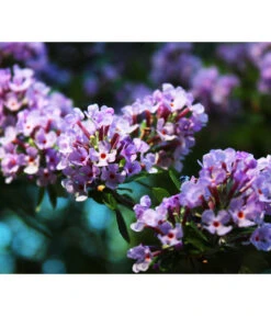 Wechselblättriger Sommerflieder