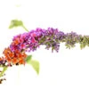 Sommerflieder 'Flower Power' -Haus Pflanzen Welt 7078181 WE DE 001 BuddlejaFlowerPowerSommerflieder3LDehnerExpressHerzig