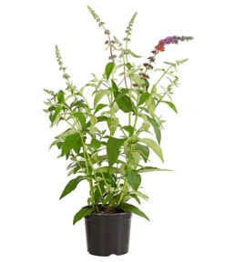 Sommerflieder 'Flower Power' -Haus Pflanzen Welt 7078181 WE FS 001 BuddlejaFlowerPowerSommerflieder3LDehnerExpressHerzig