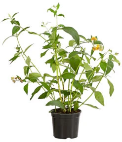 Gelber Sommerflieder -Haus Pflanzen Welt 7078199 WE FS 001 BuddlejaGelbSommerflieder3LDehnerExpressHerzig