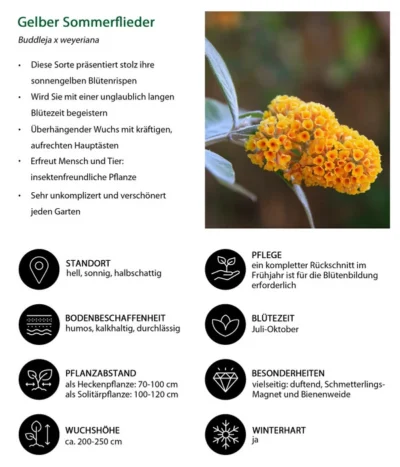 Gelber Sommerflieder 8 Gelber Sommerflieder -Haus Pflanzen Welt 7078199 WE IG 001 GelberSommerflieder
