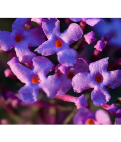 Sommerflieder 'Black Knight' -Haus Pflanzen Welt 7078918 WE DE 002 BuddleijaSommerflieder Pixabay