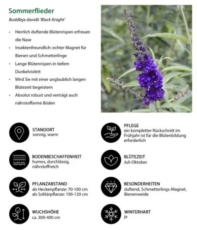 Sommerflieder 'Black Knight' -Haus Pflanzen Welt 7078918 WE IG 001 Sommerflieder