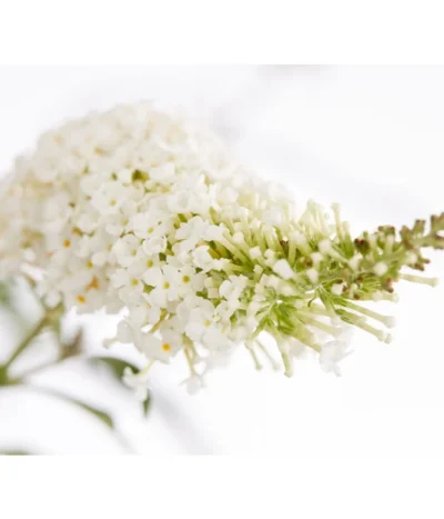 Sommerflieder 9 Sommerflieder -Haus Pflanzen Welt 7080179 WE DE 001 BuddlejaDavWeissDehnerExpressZS