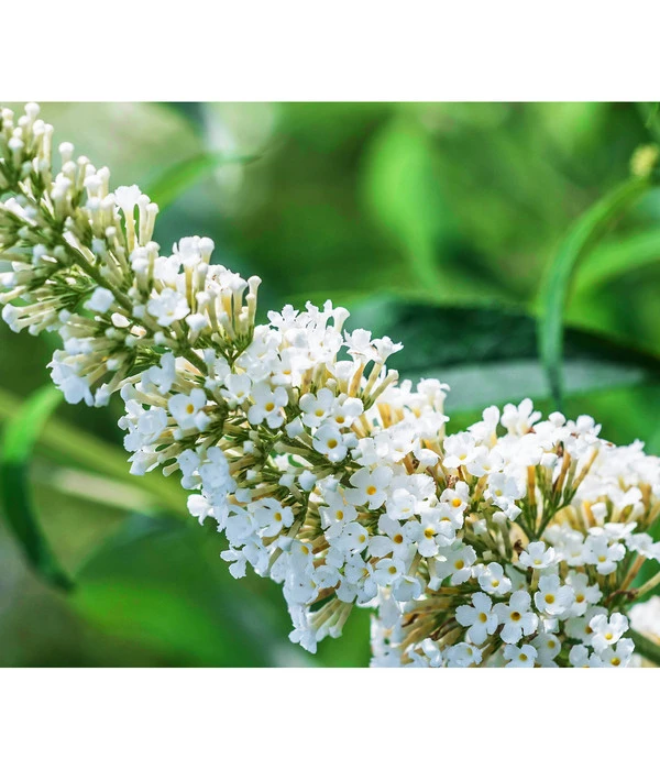 Sommerflieder 3 Sommerflieder