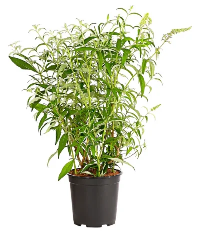 Sommerflieder 7 Sommerflieder -Haus Pflanzen Welt 7080179 WE FS 001 BuddlejaHybrideWeisseSorteSommerflieder6 5LDehnerExpressHerzig