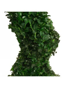 Buchs, Spirale -Haus Pflanzen Welt 7080658 WE DE 001 BuxSempervirensArborescens5L