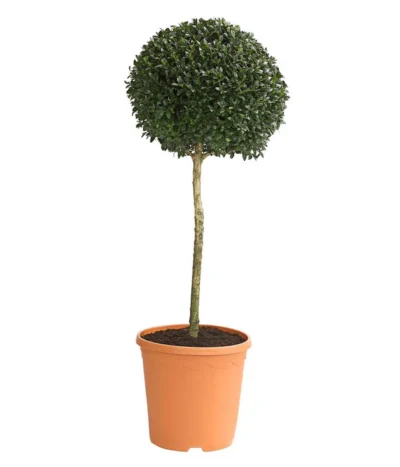 Buchsbaum, Stämmchen Mit 1 Kugel