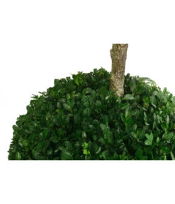 Buchsbaum, Stämmchen Mit 2 Kugeln -Haus Pflanzen Welt 7080682 WE De 001 BuxSempervirensArborescensBuchsbaum5L2KugelStamm