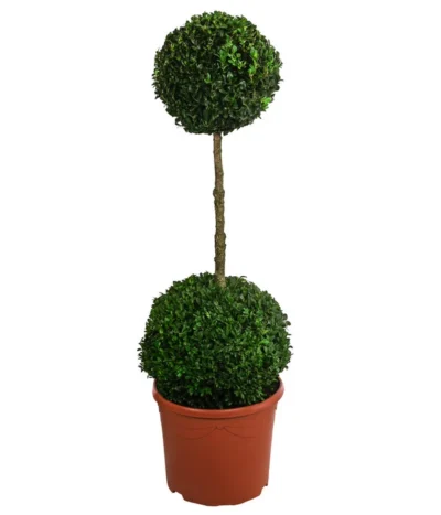 Buchsbaum, Stämmchen Mit 2 Kugeln