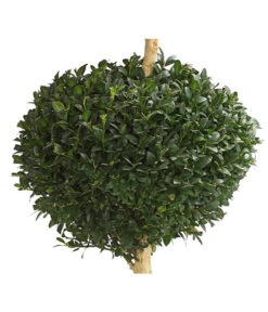 Buchsbaum, Stämmchen Mit 3 Kugeln -Haus Pflanzen Welt 7080690 WE DE 001 BuxusBuchsSempervirens3Kugeln12LDehnerExpressHerzig