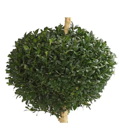 Buchsbaum, Stämmchen Mit 3 Kugeln 5 Buchsbaum, Stämmchen Mit 3 Kugeln -Haus Pflanzen Welt 7080690 WE DE 001 BuxusBuchsSempervirens3Kugeln12LDehnerExpressHerzig