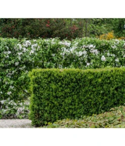 Buchs -Haus Pflanzen Welt 7081151 PR MO 001 BuxusHeckeRetLucknerMai2015