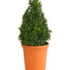 Buchs, Kegel -Haus Pflanzen Welt 7082167 PR FS 001 BuxusBuchsPyramide30cm3LDehnerExpressHerzig