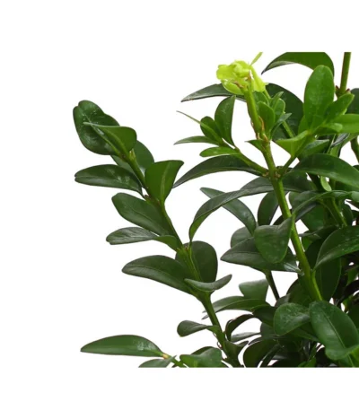 Buchs -Haus Pflanzen Welt 7083108 PR DE 001 BuchsBuxusGuteWahl9DehnerExpressHerzig