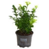 Buchs -Haus Pflanzen Welt 7083108 PR FS 001 BuchsBuxusGuteWahl9DehnerExpressHerzig