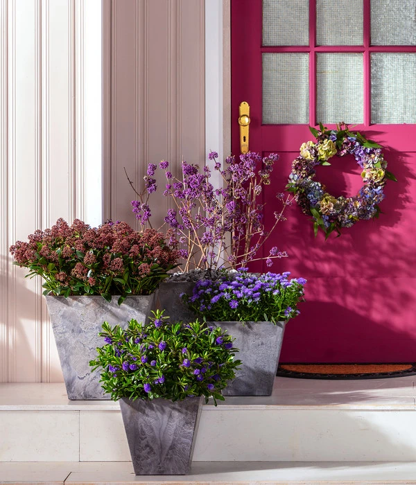 Liebesperlenstrauch 'Profusion' 6 Liebesperlenstrauch 'Profusion' – Bild 4