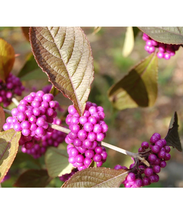 Liebesperlenstrauch 'Profusion' 3 Liebesperlenstrauch 'Profusion'