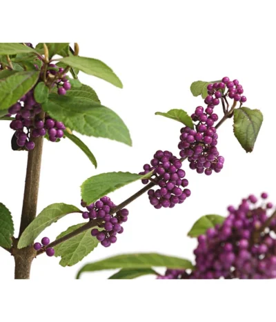 Liebesperlenstrauch 'Profusion' -Haus Pflanzen Welt 7084478 WE DE 006 CallicarpaSchoenfruchtBodinieriProfusion3L