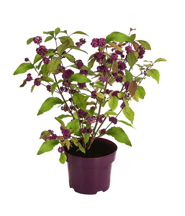 Liebesperlenstrauch 'Profusion' 4 Liebesperlenstrauch 'Profusion' – Bild 2