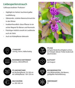 Liebesperlenstrauch 'Profusion' 14 Liebesperlenstrauch 'Profusion' -Haus Pflanzen Welt 7084478 WE IG 001 Liebesperlenstrauch