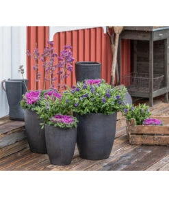 Liebesperlenstrauch 'Profusion' 11 Liebesperlenstrauch 'Profusion' -Haus Pflanzen Welt 7084478 WE MO 001 Ciebesperlenstrauchallicarpa3L