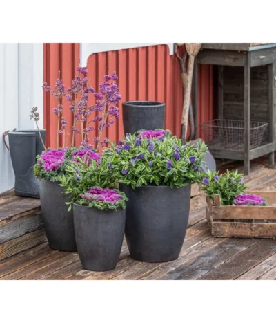 Liebesperlenstrauch 'Profusion' -Haus Pflanzen Welt 7084478 WE MO 001 Ciebesperlenstrauchallicarpa3L