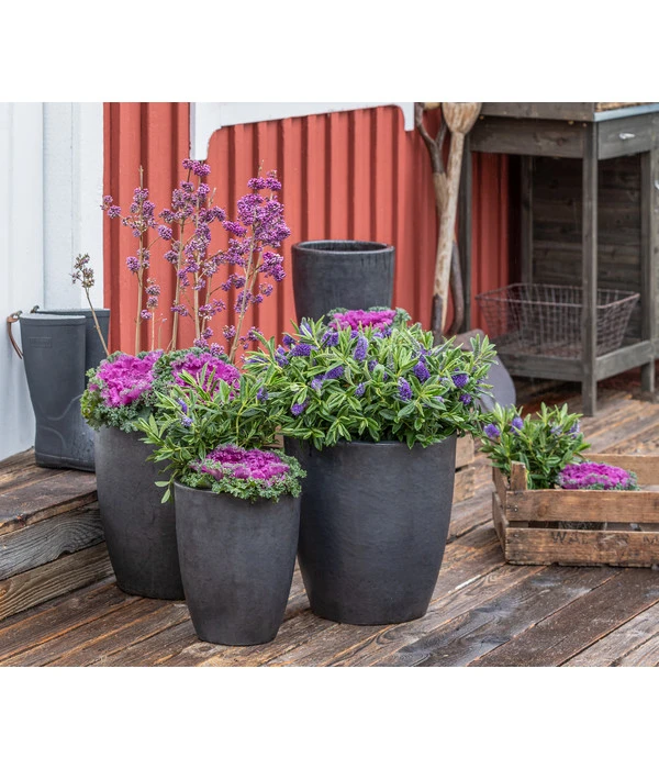 Liebesperlenstrauch 'Profusion' 5 Liebesperlenstrauch 'Profusion' – Bild 3