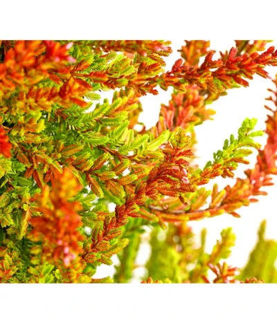 Knospenheide, Pyramide -Haus Pflanzen Welt 7084494 PR DE 001 CallunaVulgarisKnospenheidePyramideDehnerExpressHerzig