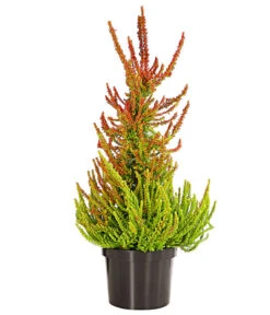 Knospenheide, Pyramide -Haus Pflanzen Welt 7084494 PR FS 001 CallunaVulgarisKnospenheidePyramideDehnerExpressHerzig