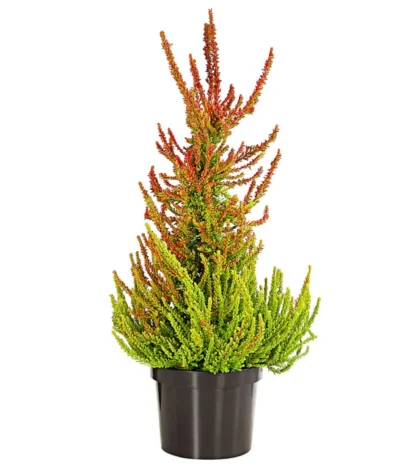 Knospenheide, Pyramide -Haus Pflanzen Welt 7084494 PR FS 001 CallunaVulgarisKnospenheidePyramideDehnerExpressHerzig