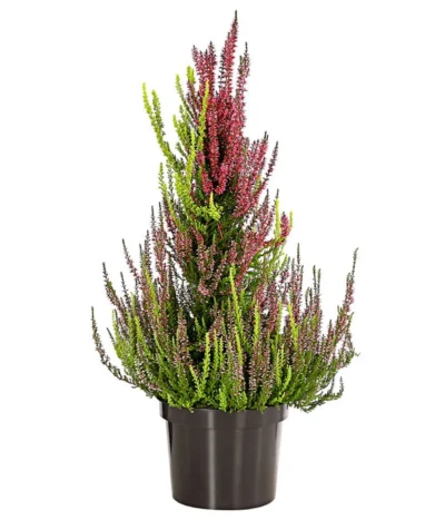 Knospenheide, Pyramide -Haus Pflanzen Welt 7084494 PR FS 003 CallunaVulgarisKnospenheidePyramideDehnerExpressHerzig