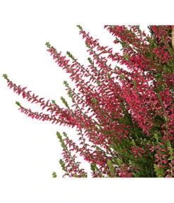 Knospenheide, Pyramide -Haus Pflanzen Welt 7084494 WE DE 001 CallunaVulgarisKnospenblueherPyramideT19DehnerExpressHerzig