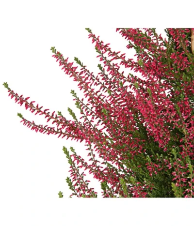 Knospenheide, Pyramide -Haus Pflanzen Welt 7084494 WE DE 001 CallunaVulgarisKnospenblueherPyramideT19DehnerExpressHerzig