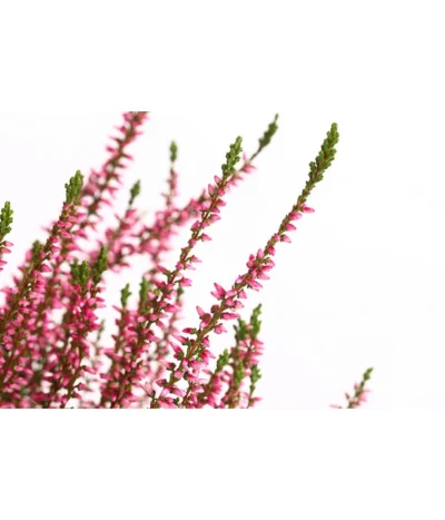 Knospenheide, Verschiedene Sorten -Haus Pflanzen Welt 7084932 WE DE 001 CallunaRenaKnospenheide