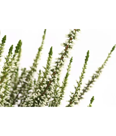 Knospenheide, Verschiedene Sorten -Haus Pflanzen Welt 7084932 WE DE 002 CallunaHelenaKnospenheide