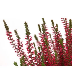 Knospenheide, Verschiedene Sorten -Haus Pflanzen Welt 7084932 WE DE 003 CallunaAngiKnospenheide