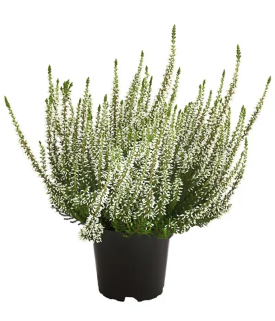 Knospenheide, Verschiedene Sorten -Haus Pflanzen Welt 7084932 WE FS 003 CallunaHelenaKnospenheide